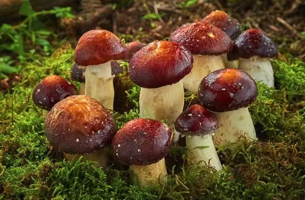 赤松茸的种植及管理流程